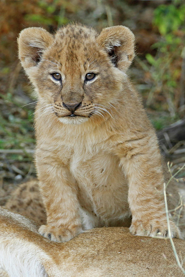 Young Male Lion Cub Photograph by MaryJane Sesto