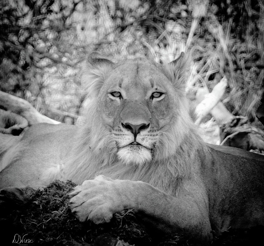 Young Male Lion in Black and White Photograph by Denise Wiese - Fine ...