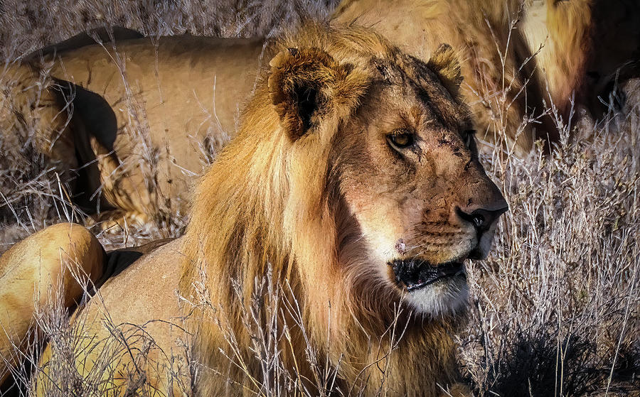 Lion Photograph - Young Male Lion by Phil And Karen Rispin