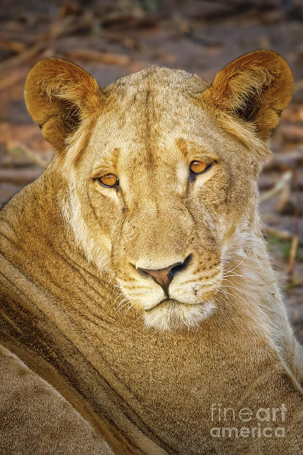 Majestic Lioness Resting Photograph - Young Male Lion Resting by Natural Focal Point Photography