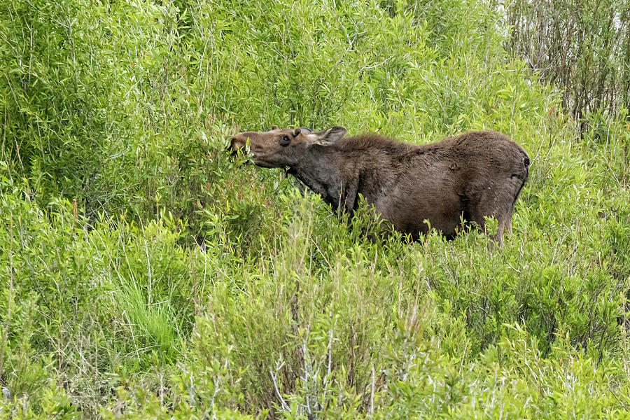 Young Male Moose at Gros Ventre Photograph by Belinda Greb