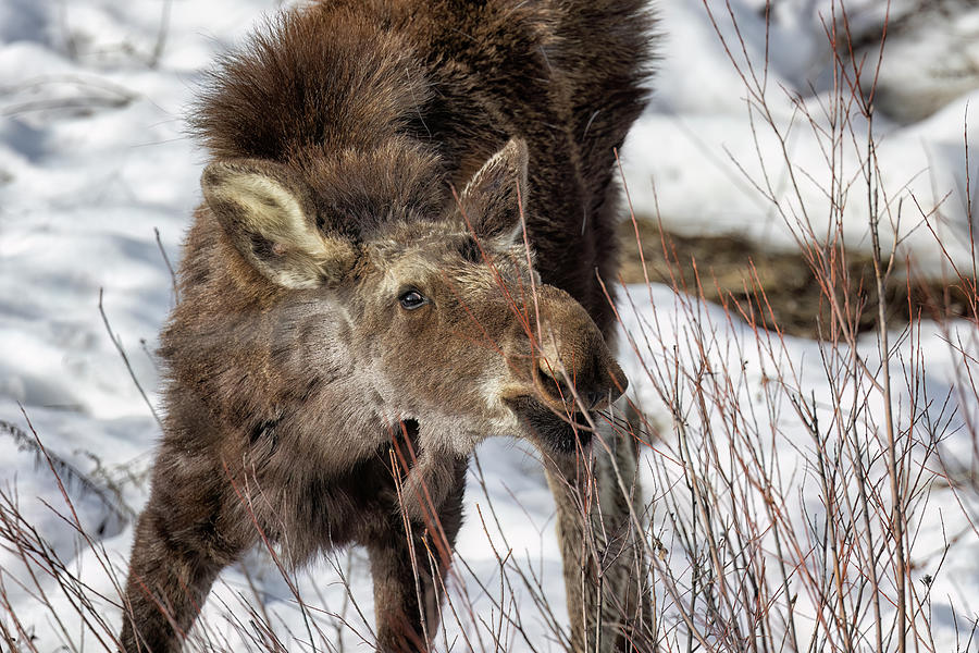 Young Male Moose Eating a Willow Photograph by Belinda Greb - Fine Art ...