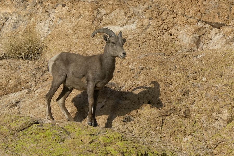 Young Male Ram Photograph by Dennis Boyd - Fine Art America