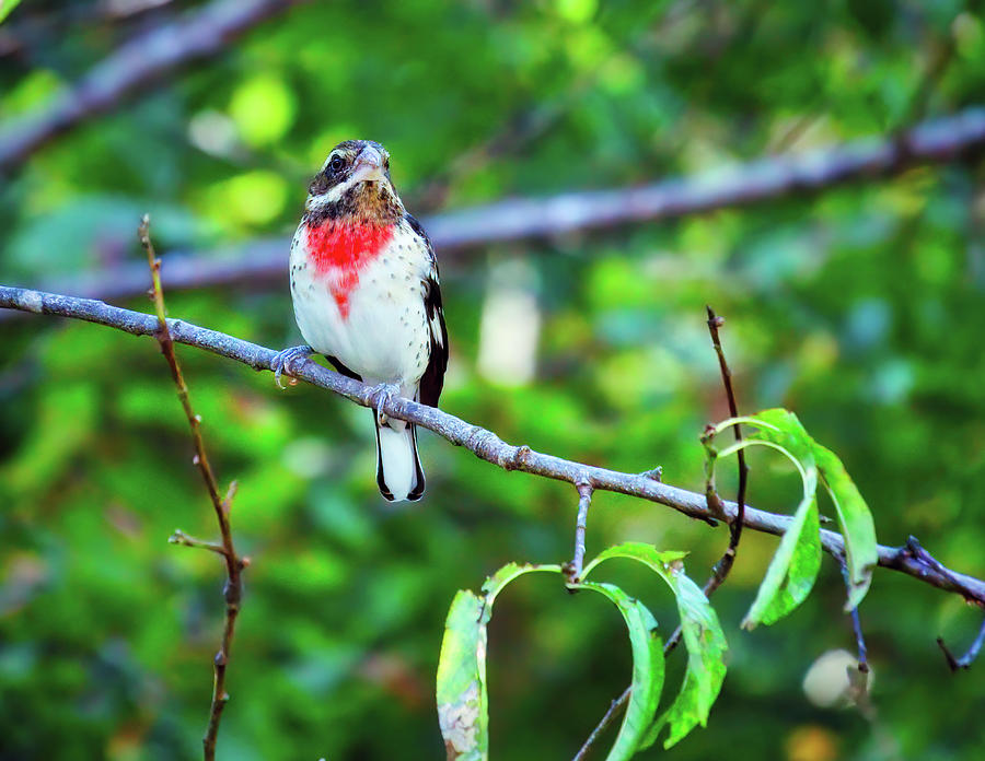 Young Male Rose-Breasted Grosbeak Photograph by Laura Vilandre