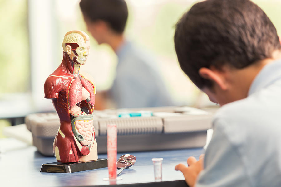 Young male student sits in class with an anatomical model Photograph by SDI Productions
