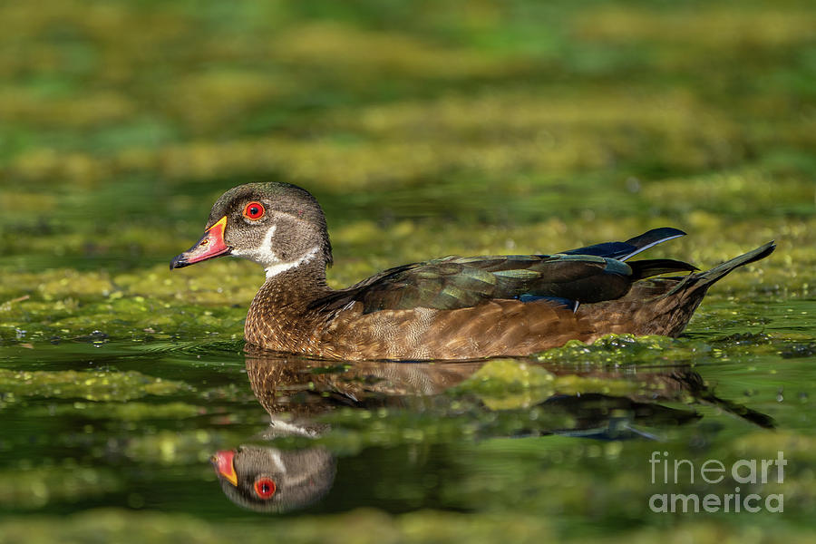Duck Photograph - Young Male Wood Duck by Nancy Gleason