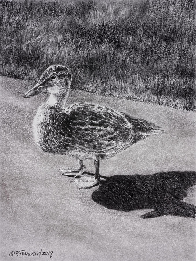 Duck Drawing - Young Mallard by Bill Finewood
