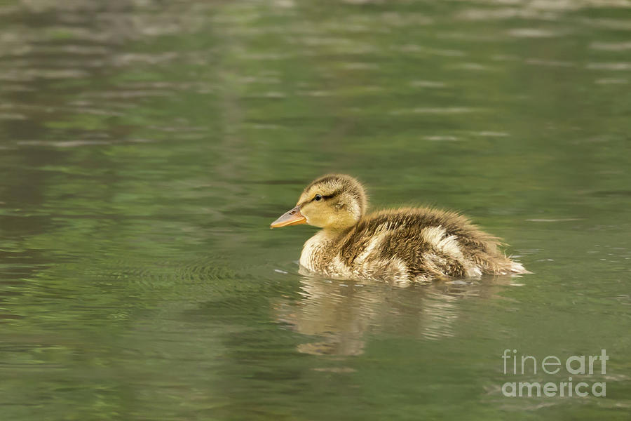 Duck Photograph - Young Mallard in Summer by Nancy Gleason