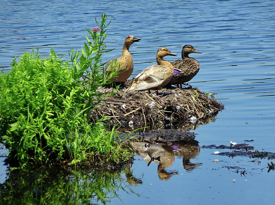 Young Mallards on a Swans Nest Photograph by Lyuba Filatova