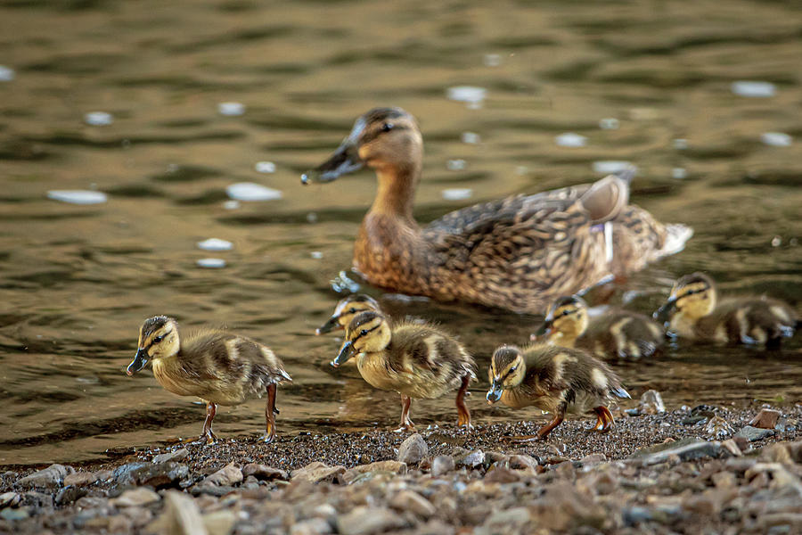 Young Mallards on the Prowl Photograph by Jeff Phillippi