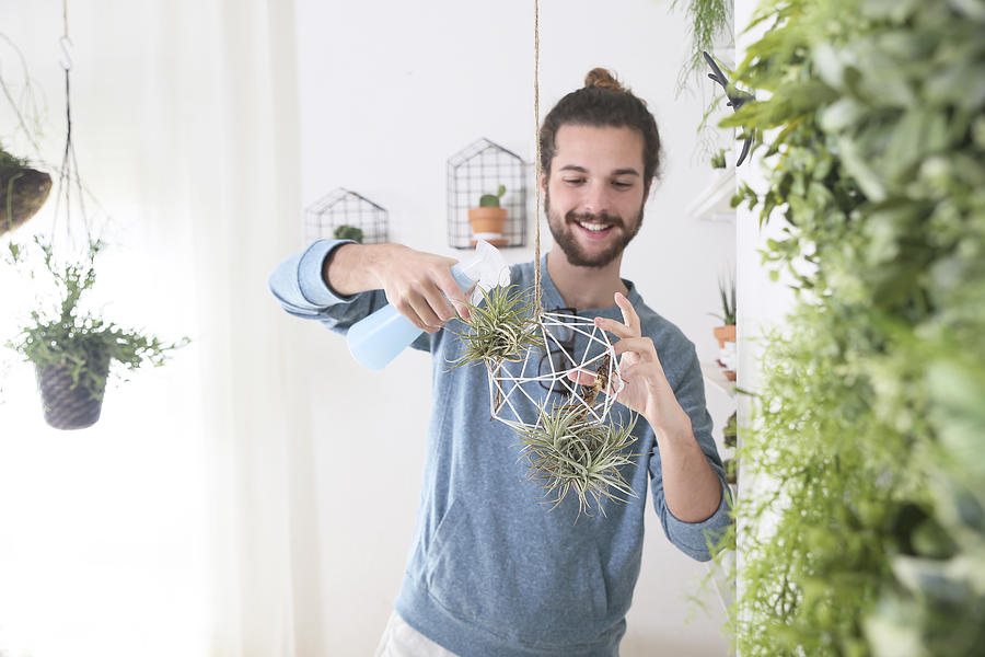 Young man watering air plants in geometric pendant Photograph by Westend61