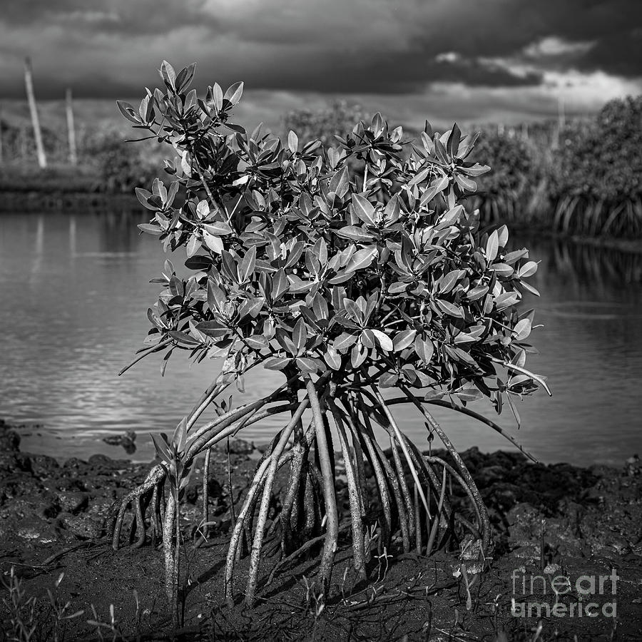 Young Mangrove Photograph by Patrick Lynch