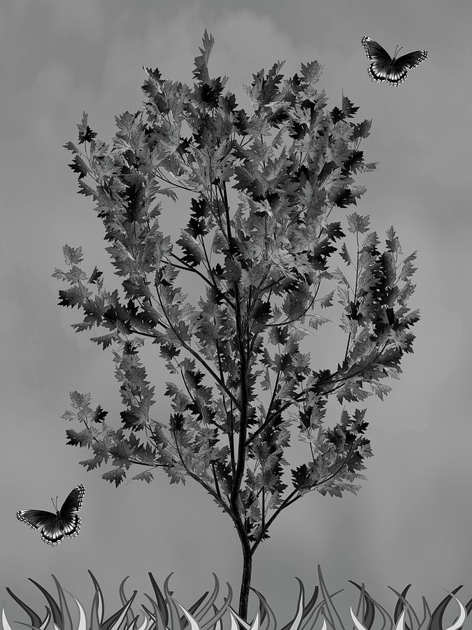 Young Maple Tree With Butterflies Black and White Mixed Media by David Dehner