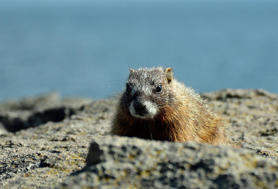 Young Marmot on Yellowstones Storm Point Photograph by Bruce Gourley
