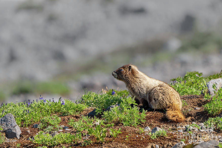 Young Marmot with Lupine Flowers Photograph by Nancy Gleason