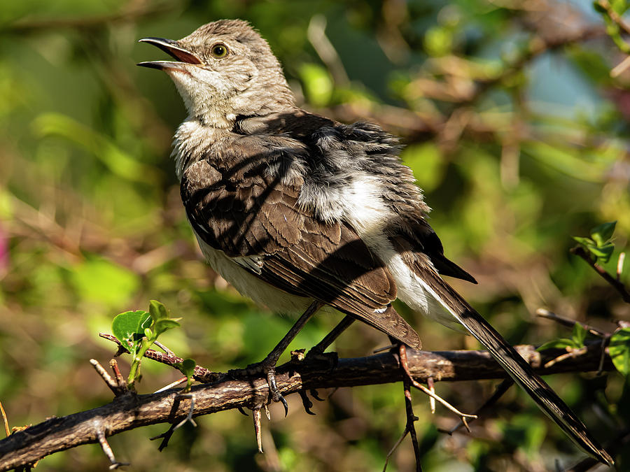 Young Mockingbird Photograph by Don Durfee