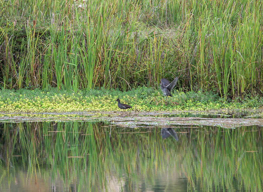Young Moorhens - 1 Photograph by Alan C Wade