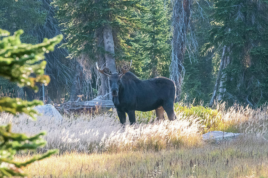 Young moose bull Photograph by Greg Wyatt