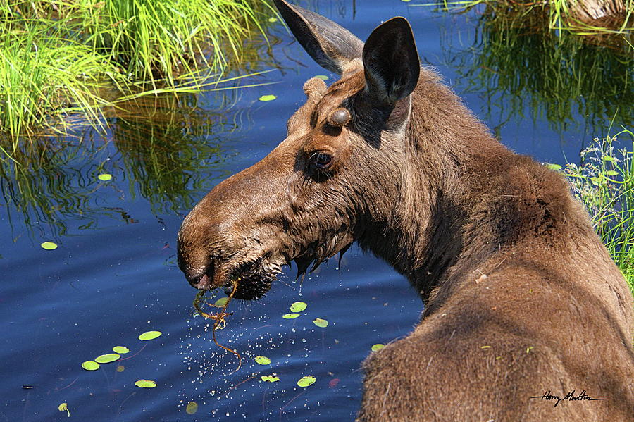 Young Moose Photograph by Harry Moulton