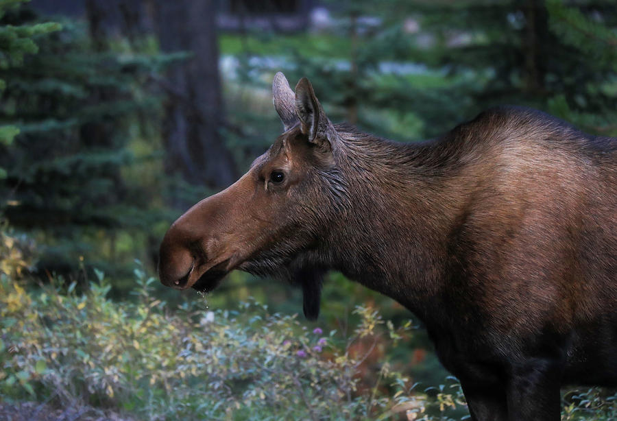 Young Moose In Canada Photograph by Dan Sproul