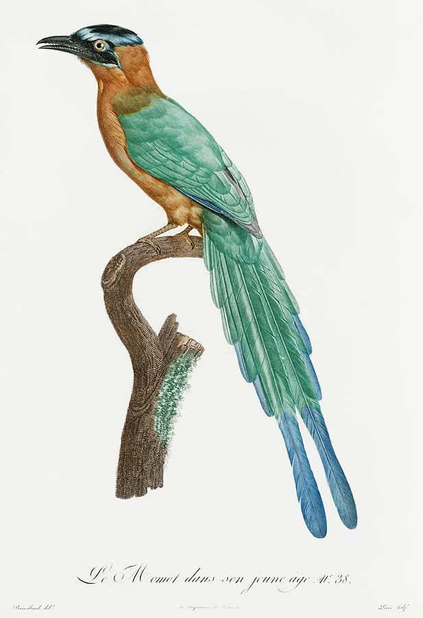 Jacques Barraband Digital Art - Young Motmot -  Vintage Bird Illustration - Birds Of Paradise - Jacques Barraband - Ornithology by Studio Grafiikka