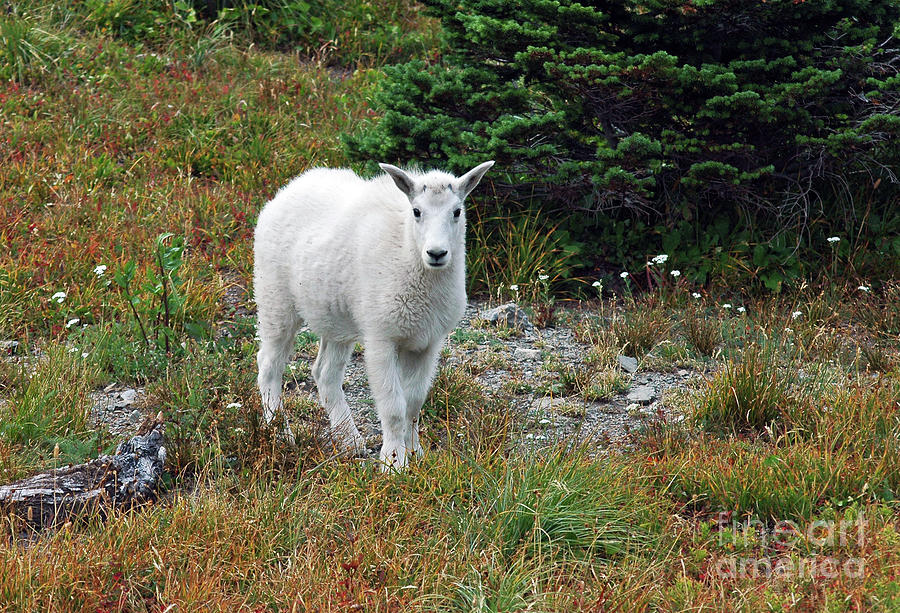 Young Mountain Goat Photograph by Cindy Murphy