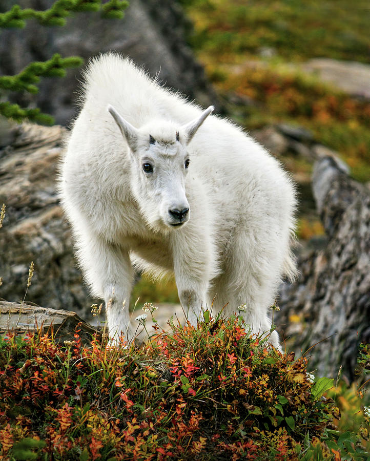 Young Mountain Goat Photograph by Diane Moller Young Mountain Goat Photograph by Diane Moller
