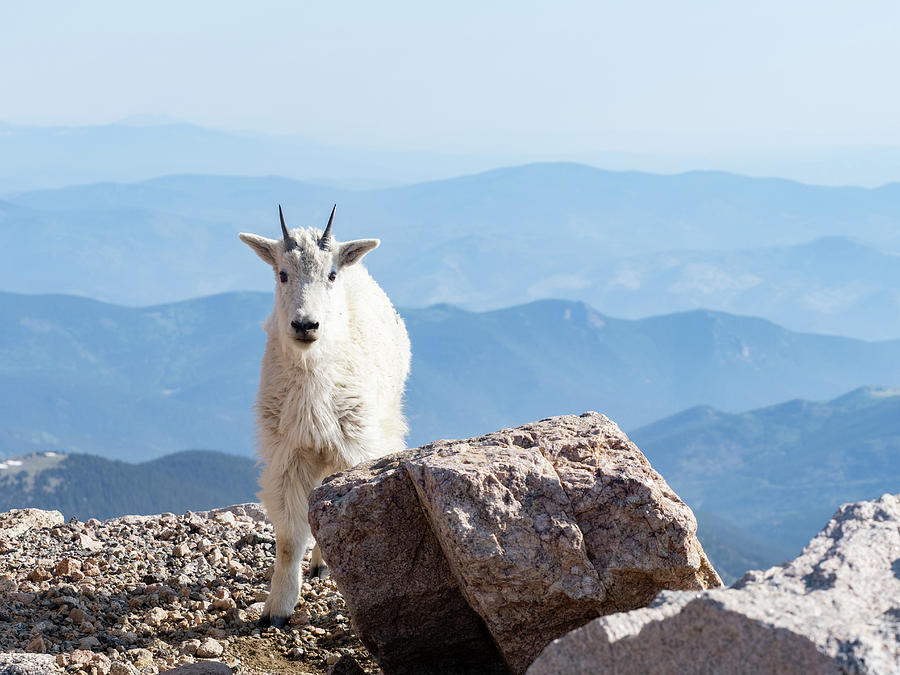 Young Mountain Goat Photograph by Kristal Kraft