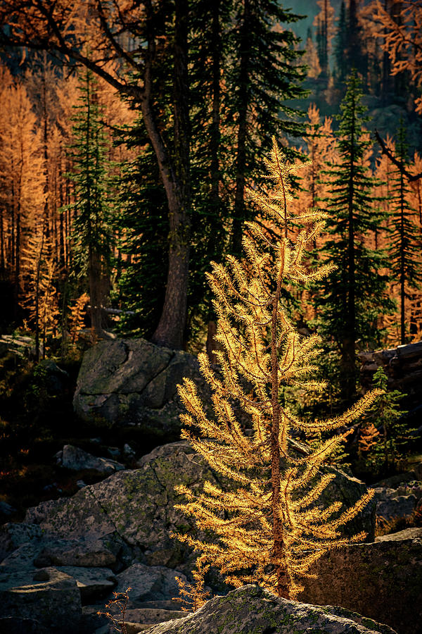  Young Mountain Larch 1 Photograph by Ursula Abresch