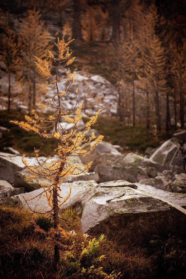 Young Mountain Larch 2 Photograph by Ursula Abresch
