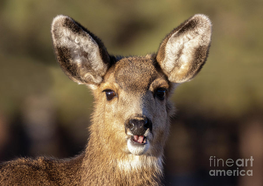 Young Mule Deer Doe Photograph