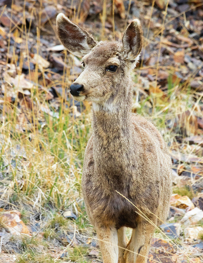 Young Mule Deer Portrait Photograph