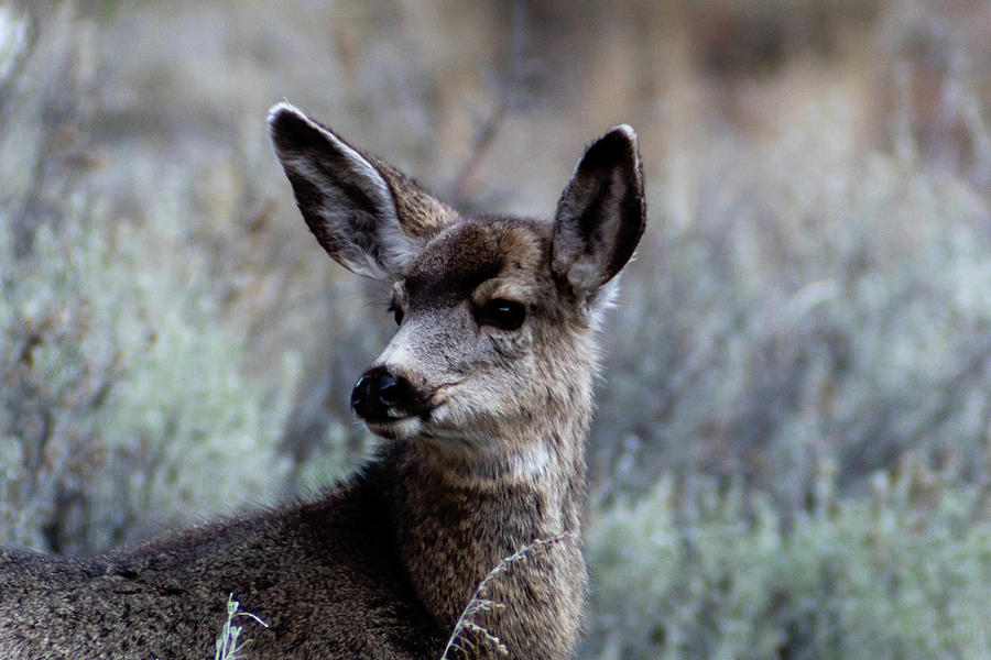 Young Mule Deer Photograph by Tyler Flint - Fine Art America