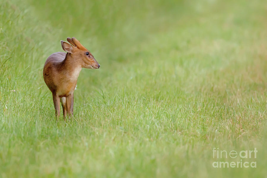 Deer Photograph - Young muntjac deer closeup and alone by Simon Bratt