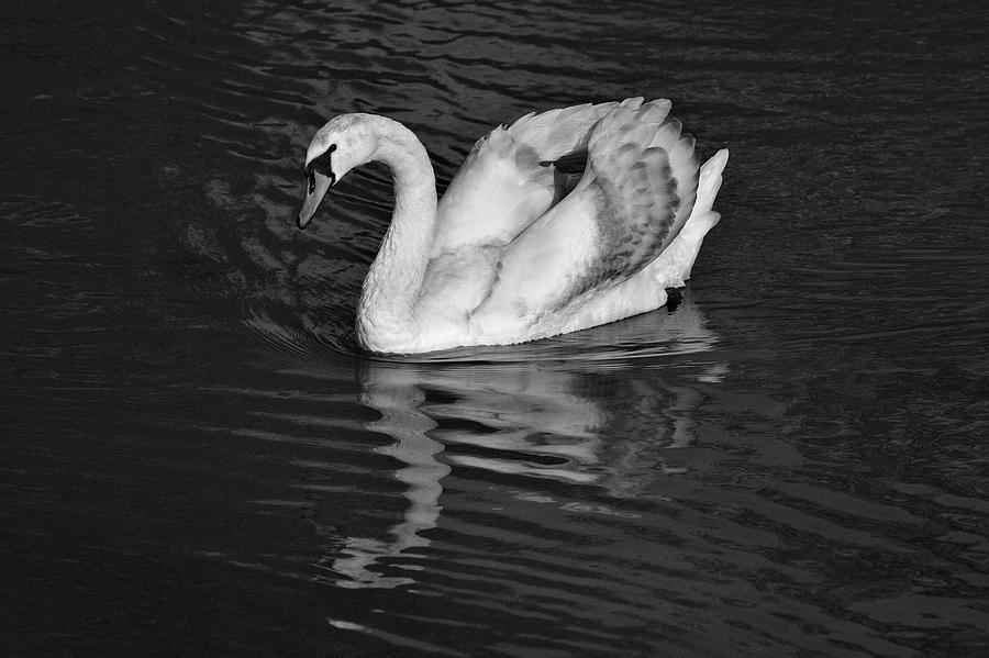 Young Mute Swan BW Photograph by Jeremy Hayden