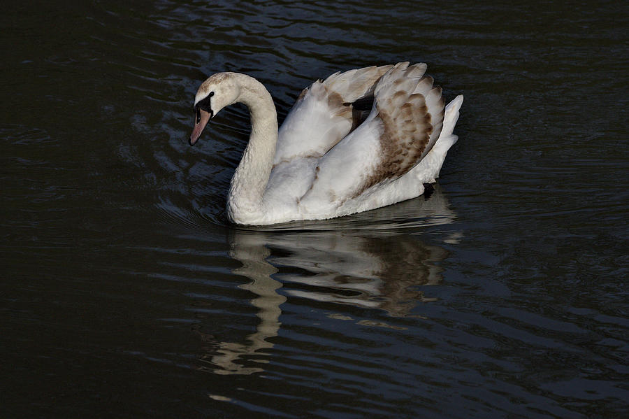 Young Mute Swan Photograph by Jeremy Hayden