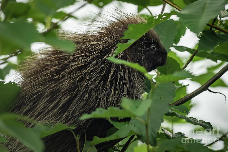 Summer Photograph - Young North American Porcupine in an Alder Tree #2 by Nancy Gleason