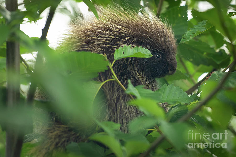Young North American Porcupine in an Alder Tree #3 Photograph by Nancy Gleason