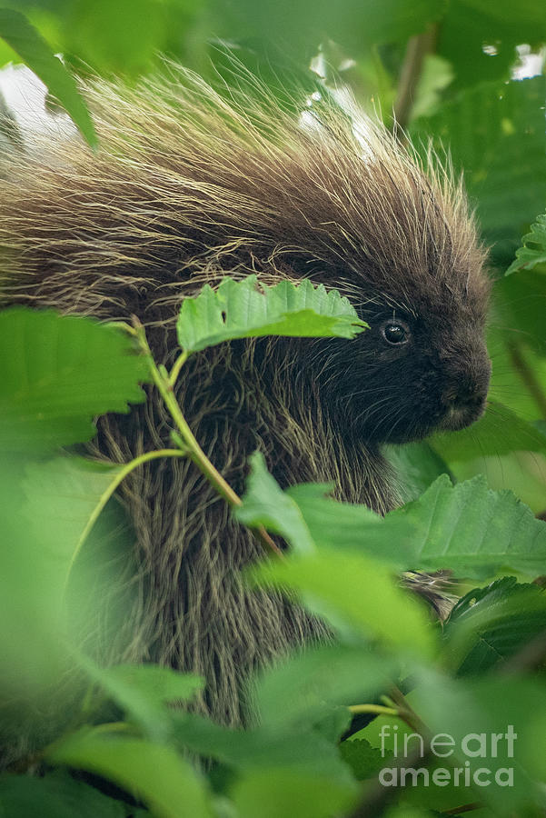 Wildlife Photograph - Young North American Porcupine in an Alder Tree by Nancy Gleason
