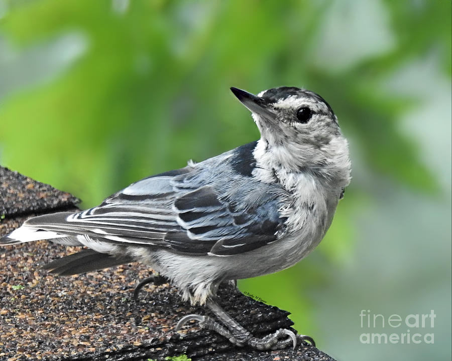 Young Nuthatch Photograph by Kathy M Krause