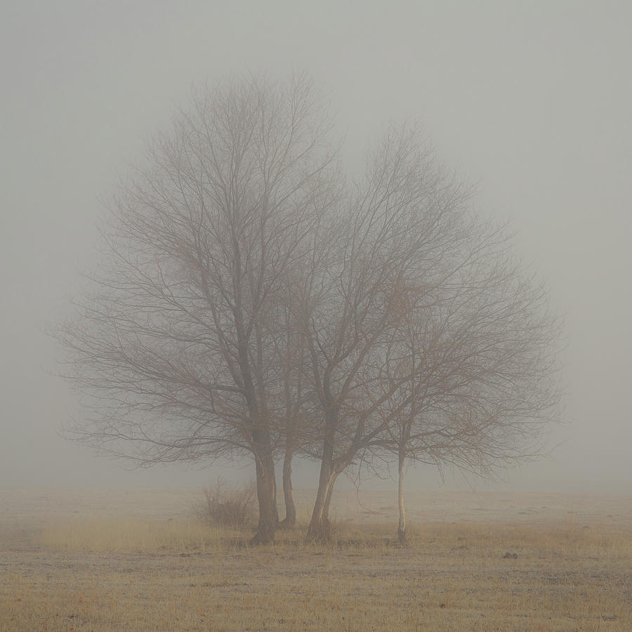 Young Oaks In Morning Fog Photograph