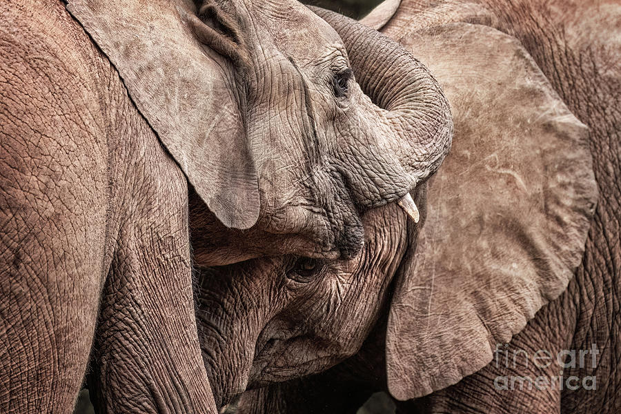 Nature Photograph - Young orphaned elephants interacting and displaying affection, Nairobi National Park, Kenya by Jane Rix