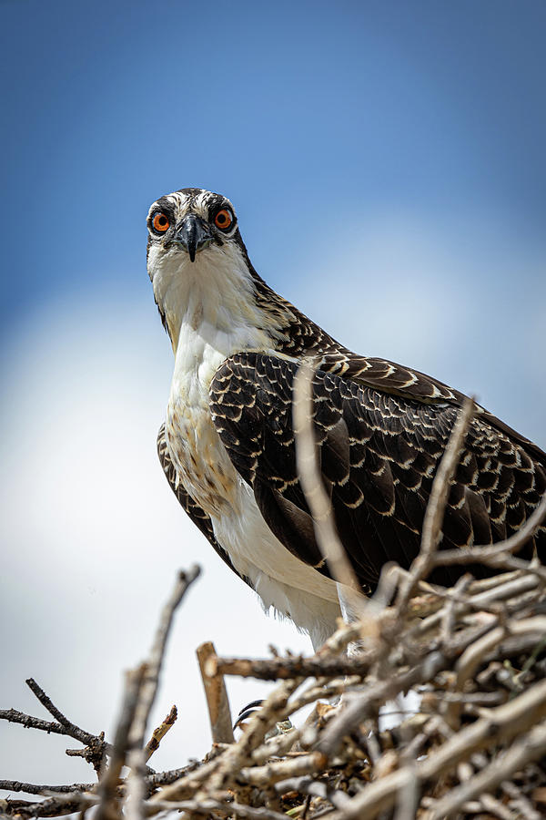 Young Osprey Photograph by Brian Anderson Young Osprey Photograph by Brian Anderson