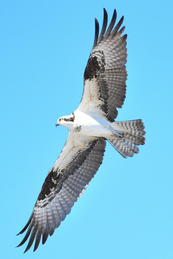 Young Osprey, Hilton Head Feb 2021 Photograph by Jerry Griffin