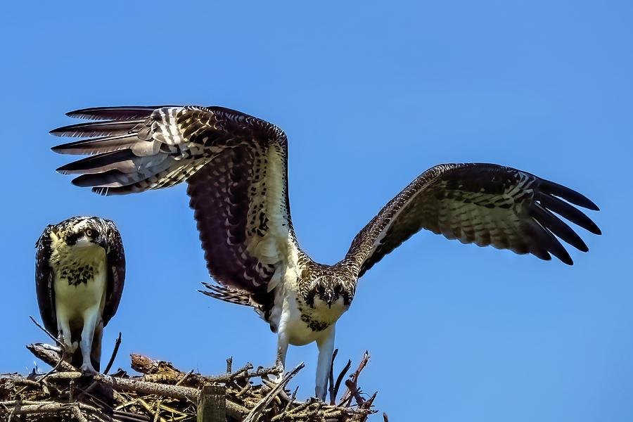 Young Ospreys Leave the Nest Photograph by Keith Rossein - Fine Art America