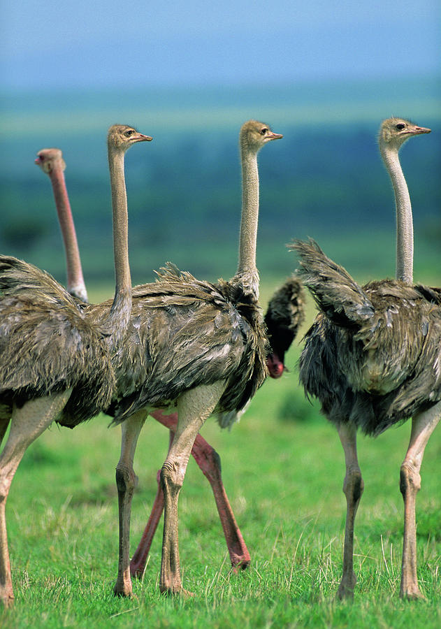 Ostrich Photograph - Young Ostriches, Kenya by Tim Fitzharris