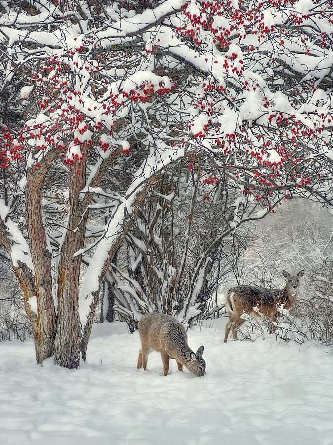 Cherries Jubilee Brunch- Young pair of whitetail deer foraging  in snowy ND scene Photograph by Peter Herman