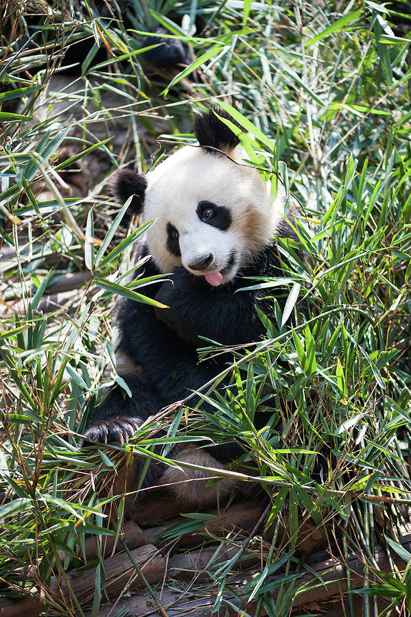 Young panda sitting in grass Photograph by Philippe Lejeanvre