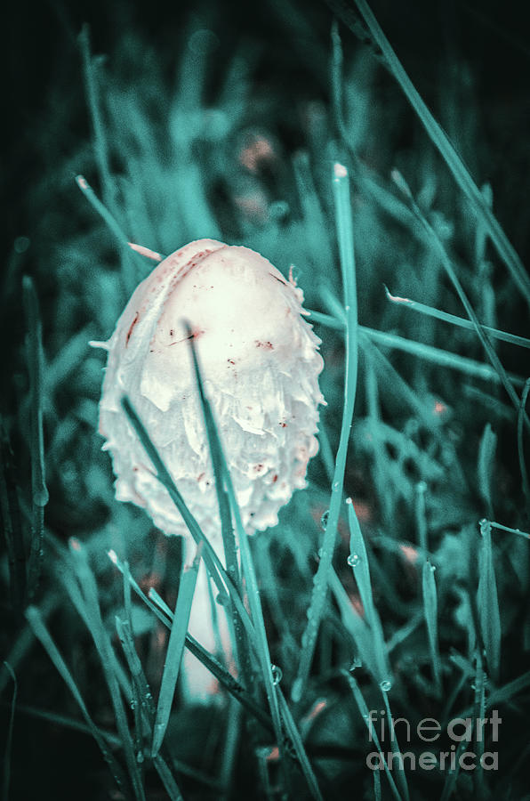 Nature Photograph - Young parasol mushroom by Ingo Menhard