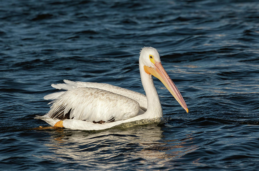 Young Pelican 2016-6 Photograph by Thomas Young